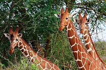 Three reticulated giraffe (Giraffa camelopardalis reticulata) head and necks, Samburu National Reserve, Kenya.