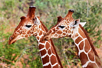 Reticulated giraffe (Giraffa camelopardalis reticulata) portrait of two head and necks, Samburu National Reserve, Kenya.
