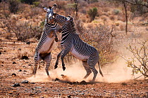 Grevy zebra (Equus grevyi) stallions fighting, Samburu National Reserve, Kenya.