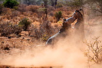 Grevy zebra (Equus grevyi) stallions fighting  Samburu National Reserve, Kenya.