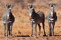 Grevy zebra stallions (Equus grevyi) Samburu National Reserve, Kenya.