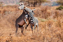 Grevy zebra  (Equus grevyi) stallions fighting, Samburu National Reserve, Kenya.