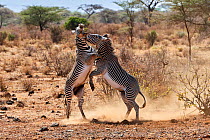 Grevy zebra  (Equus grevyi) stallions fighting, Samburu National Reserve, Kenya.