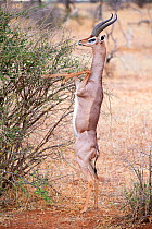 Gerenuk (Litocranius walleri) male standing on hind limbs to feed on leaves, Samburu National Reserve, Kenya.