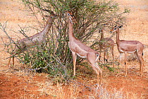 Group of Gerenuk (Litocranius walleri) feeding on leaves, Samburu National Reserve, Kenya.