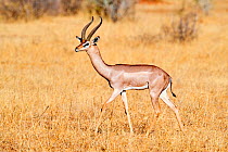 Gerenuk (Litocranius walleri) male walking in the savanna, Samburu National Reserve, Kenya.