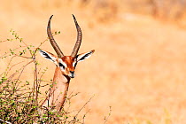 Gerenuk (Litocranius walleri) male, Samburu National Reserve, Kenya.