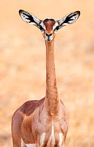 Gerenuk (Litocranius walleri) female, Samburu National Reserve, Kenya.