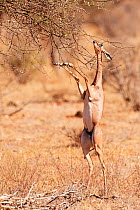 Gerenuk (Litocranius walleri) female  standing on hindlimbs to feed on leaves, Samburu National Reserve, Kenya.