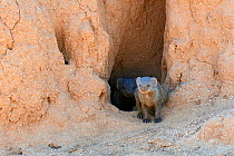 Dwarf mongoose (Helogale parvula)  adult and pup keeping lookout from a termite hill, Samburu National Reserve, Kenya.