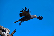 African harrier hawk (Polyboroides typus) flying. Baringo lake. Kenya.