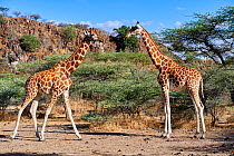 Rothschild giraffe (Giraffa camelopardalis rothschildi) group, Ruko Conservancy island,  Lake Baringo, Kenya.