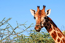 Rothschild giraffe (Giraffa camelopardalis rothschildi) feeding on acacia leaves, Ruko Conservancy island,  Lake Baringo, Kenya.