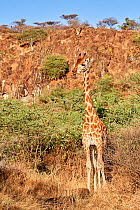 Rothschild giraffe (Giraffa camelopardalis rothschildi), Ruko Conservancy island,  Lake Baringo, Kenya.