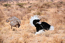 Ostrich (Struthio camelus) pair in courtship, Samburu National Park, Kenya.