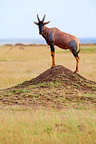 Topi (Damaliscus lunatus) standing on termite mound, Masai Mara National Reserve, Kenya.