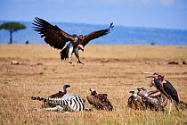 Lappet faced vulture (Aepyoius / torgus tracheliotus) landing on zebra carcass with White-backed vulture (Gyps africanus) and Marabou stork (Leptoptilos crumeniferus) around. Masai Mara National Reser...