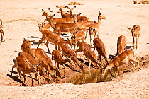 Impala herd with females (Aepyceros melampus) drinking at waterhole, dry season, Samburu National Reserve, Kenya.