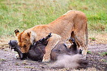African lion (Panthera leo) female suffocating a common warthog prey (Phacochoerus africanus), Masai Mara National Reserve, Kenya.