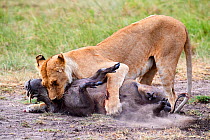 African lion (Panthera leo) female suffocating a common warthog prey (Phacochoerus africanus), Masai Mara National Reserve, Kenya.