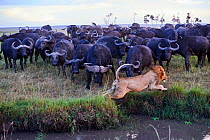 African lion (Panthera leo) male escaping from charging Cape buffalo herd (Syncerus caffer caffer), Masai Mara National Reserve, Kenya. Sequence 8 of 13. The lion along with a lioness had killed a buf...