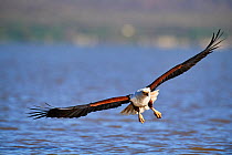 African fish eagle (Haliaeetus vocifer) about to catch fish, Baringo lake, Kenya.