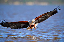 African fish eagle (Haliaeetus vocifer) about to catch fish, Baringo lake, Kenya. Sequence 1/7