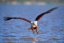African fish eagle (Haliaeetus vocifer) about to catch fish, Baringo lake, Kenya. Sequence 2/7