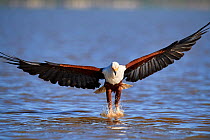 African fish eagle (Haliaeetus vocifer) fishing, Baringo lake, Kenya. Sequence 3/7