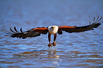African fish eagle (Haliaeetus vocifer) fishing, Baringo lake, Kenya .Sequence 4/7