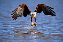 African fish eagle (Haliaeetus vocifer) fishing, Baringo lake, Kenya. Sequence 5/7