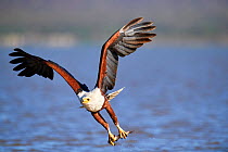 African fish eagle (Haliaeetus vocifer) fishing, Baringo lake, Kenya. Sequence 6/7