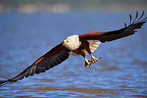 African fish eagle (Haliaeetus vocifer) fishing, Baringo lake, Kenya. Sequence 7/7