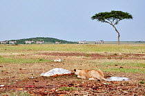 African lion (Panthera leo), lioness  crouching down stalking, Masai Mara National Reserve, Kenya.