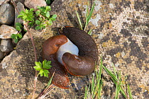 Slug (Arion ater agg)  mating pair with sperm mass, Surrey, England, UK. August.