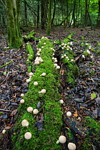 Stump puffball (Lycoperdon pyriforme) growing on fallen log in woodland, Sussex, England, UK, September.