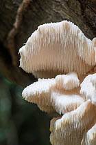 Tiered tooth fungus (Hericium cirrhatum) Sussex, England, UK. September.