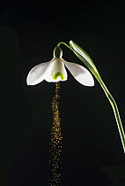 Snowdrop (Galanthus nivalis) releasing pollen after it was mechanically stimulated by a tuning fork. Buzz pollination, also known as 'Sonication' is where pollen is released by the vibration of insect...