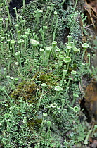 Lichen (Cladonia fimbriata) Surrey, England, UK. August.