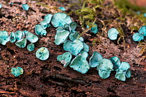 Green elfcup fungus (Chlorociboria aeruginascens) Sussex, England, UK. September.