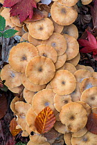 Honey fungus (Armillaria mellea) Sussex, England, UK, October.