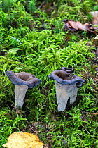 Horn of plenty fungus (Craterellus cornucopioides) Sussex, England, UK.  September.