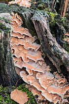 Jelly rot fungus (Phlebia tremellosa / Merulius tremellosus) Sussex, England, UK. November.