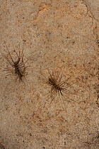Long-legged centipede (Scutigera sp) two in Gomantong Cave, Sabah, Borneo