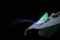 Longhorn grasshopper (Deispona sp) at night lit by UV light. Mt Kinabalu, Sabah, Borneo. See 1597584 for comparison without UV light.