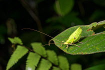 Longhorn grasshopper (Deispona sp) Mt Kinabalu, Sabah, Borneo. See 1597583 for comparison with UV light.