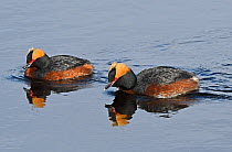 Pair of Slavonian (Horned) Grebes (Podiceps auritus) swimming and calling in tandem as part of their courtship display. Kolvik, Porsanger, Finmark, Norway