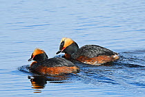 Pair of Slavonian / Horned grebes (Podiceps auritus) swimming and calling in tandem as part of their courtship display. Kolvik, Porsanger, Finmark, Norway