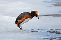 Slavonian / Horned Grebe (Podiceps auritus) male calling excitedly while standing on the ice and looking down anxiously for signs of the dominant territorial male which has driven it to escape onto th...