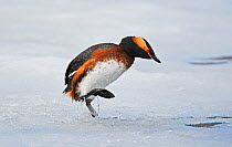 Slavonian / Horned Grebe (Podiceps auritus) male escaping by walking across the iced surface of the lake after being driven off by the dominant male holding territory. It is extremely rare for grebes...